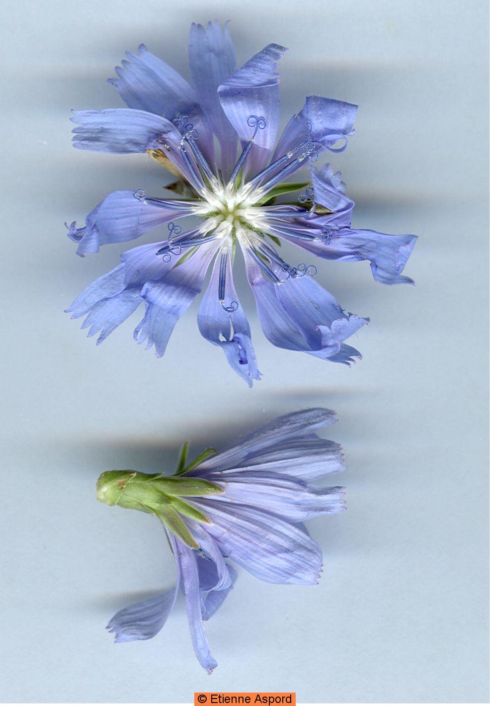 cichorium intybus